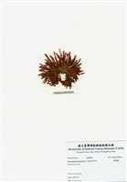 藏品(旋花藻)的圖片